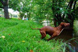 american_pitbull_1 american_pitbull_1