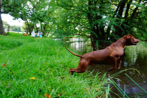 american_pitbull_2 american_pitbull_2