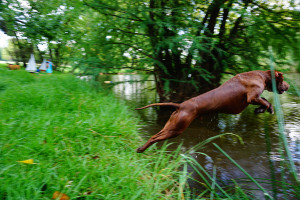american_pitbull_3 american_pitbull_3