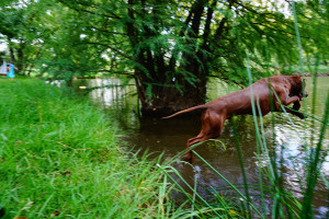 american_pitbull_4 american_pitbull_4