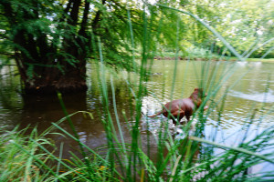 american_pitbull_7 american_pitbull_7