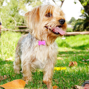 dog1_delta_park dog1_delta_park
