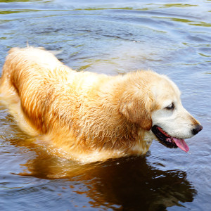 dog2_delta_park dog2_delta_park