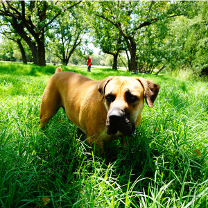 dog3_delta_park dog3_delta_park