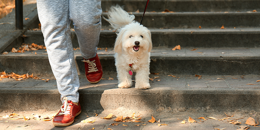 pet-sitter