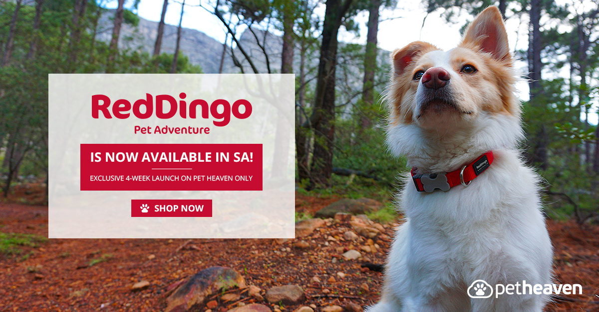 RedDingo-Banner-FB-Ad