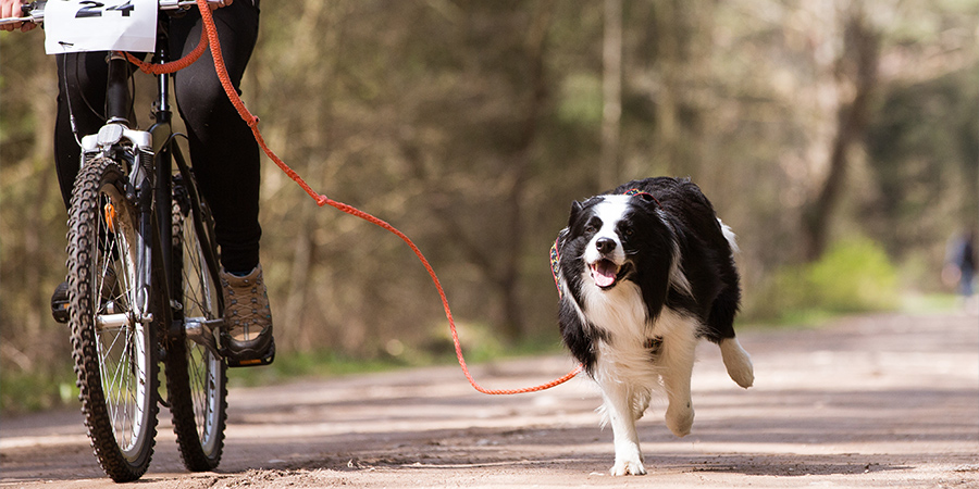 bucket-list-Bikejoring