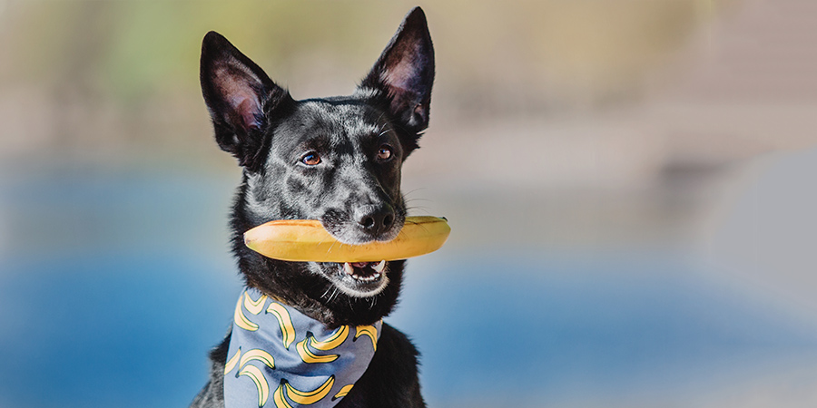 fruit-dogs-eat-banana