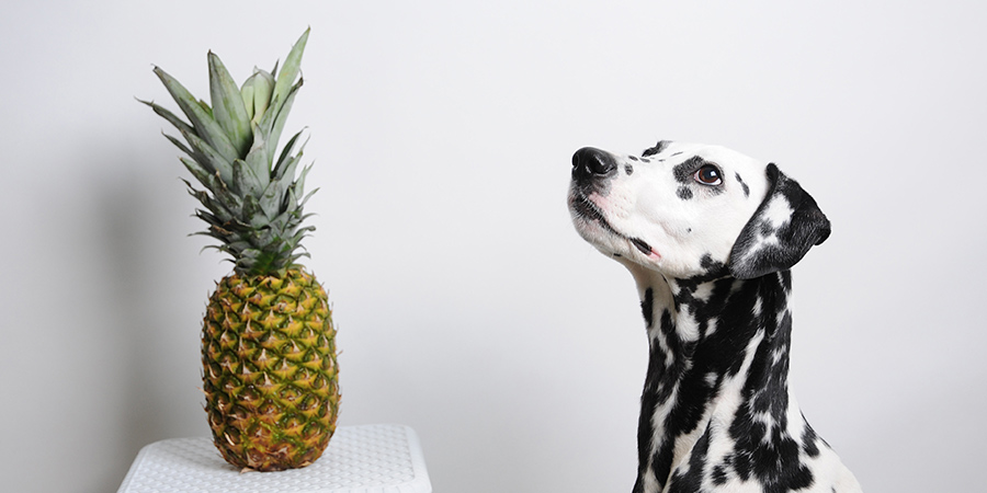 fruit-dogs-eat-pineapple
