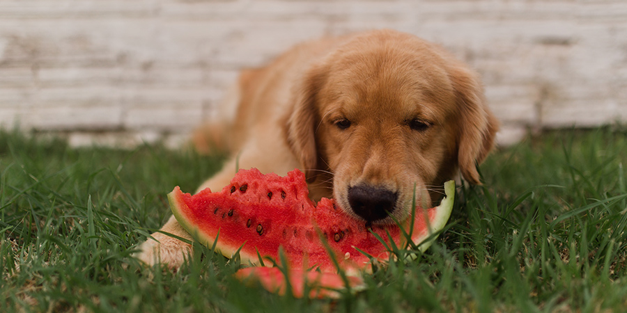 fruit-feature