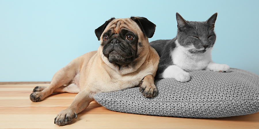rufus-blog-socialise2