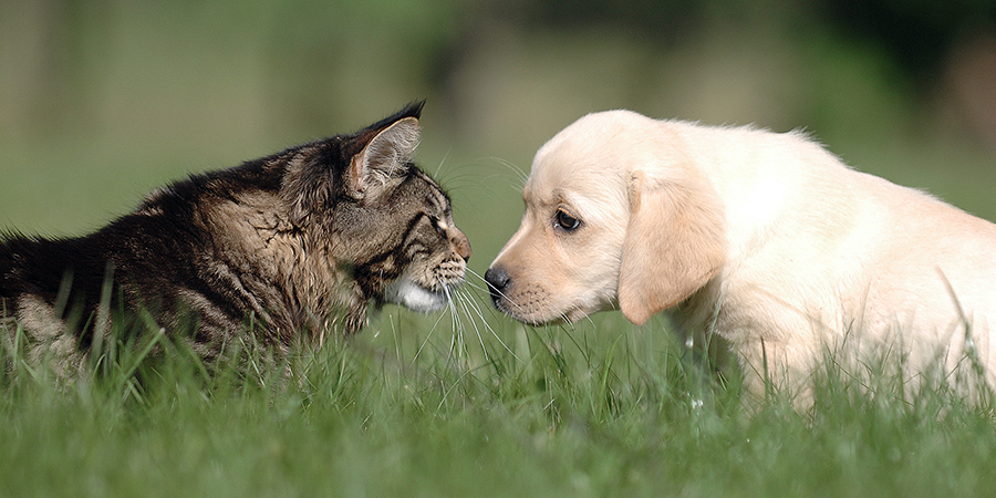 rufus-blog-socialise3
