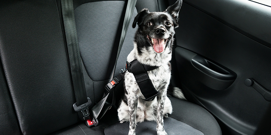 rufus-blog-travel3