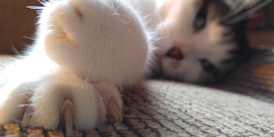 cat-scratching