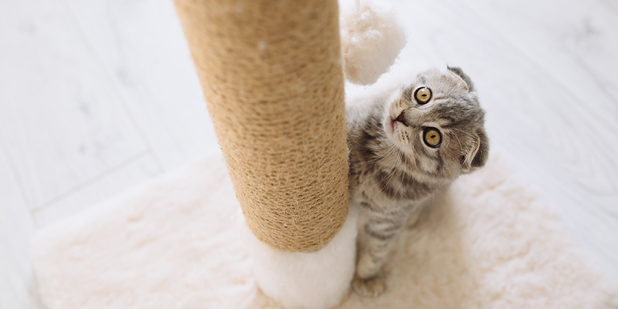 cat-scratching2