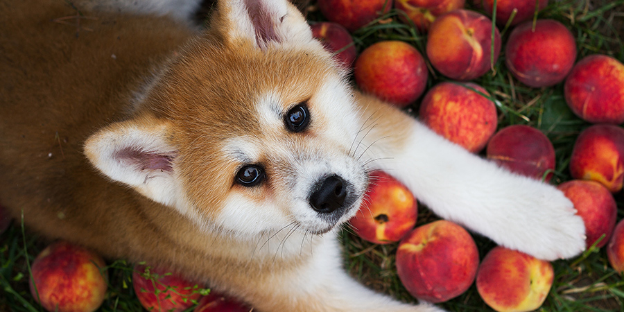 dangerous-fruits2