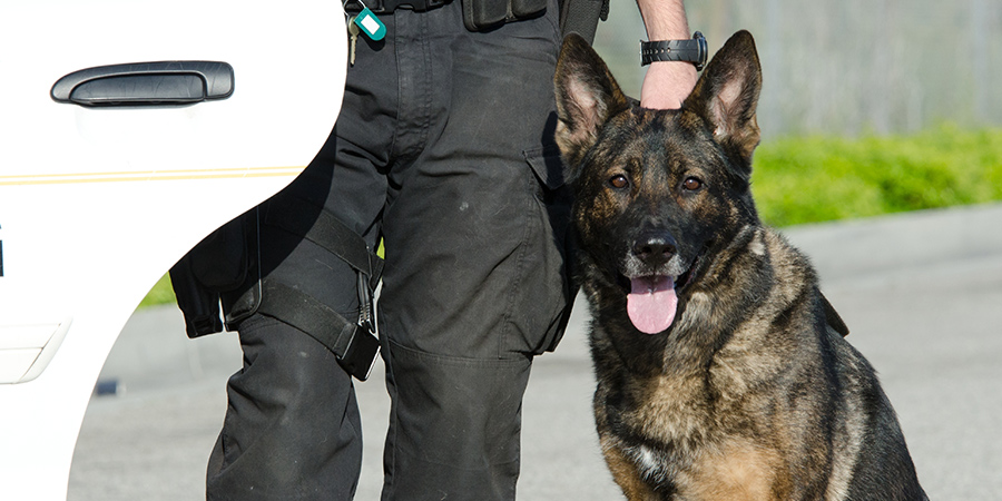working-dogs1