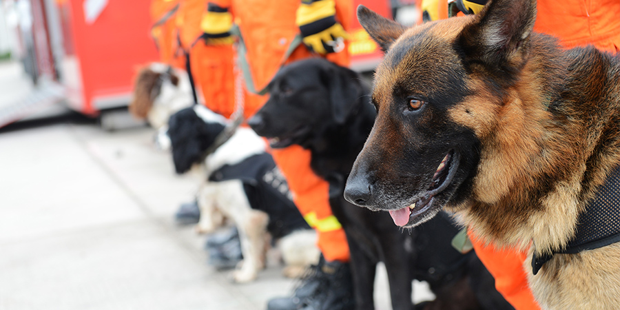 working-dogs2