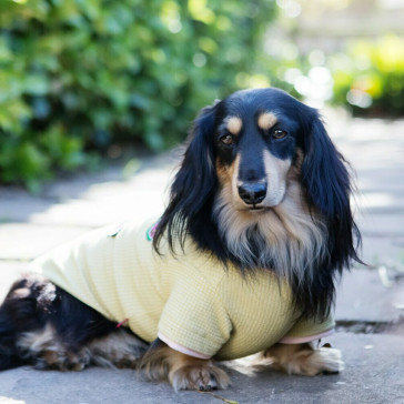 Dog's Life Summer Vibe Summer Tee - Yellow
