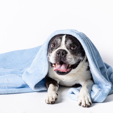 Pet Heaven Luxury Mongolian Fleece Plush Large Pet Blanket – Baby Blue