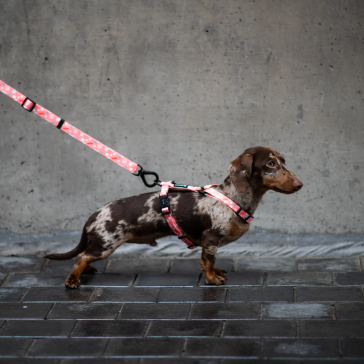 Urbanpaws Bella Dog Walkwear Set