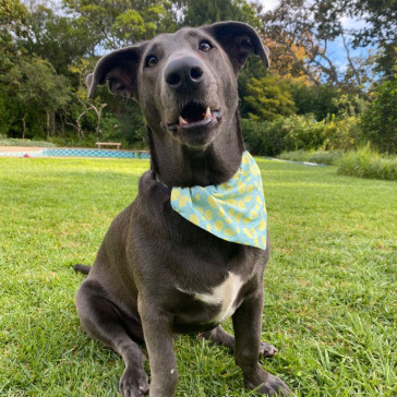 The 'Jerry' Hello Dog Box Bandana - Medium