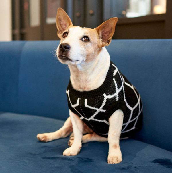 Pet Heaven | Buy Lucky & Lou Online in South Africa | Lucky & Lou
