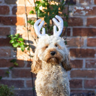 Rosewood Cupid & Comet Metallic Dog Reindeer Antlers