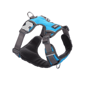 Red Dingo Padded Dog Harness-Turquoise