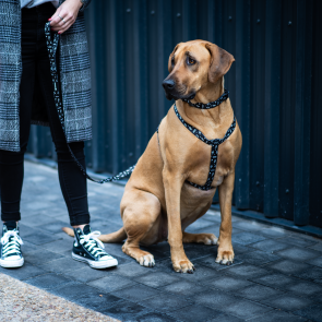 Urbanpaws Max Dog Walkwear Set