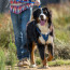 Rogz Utility Explore Harness Blue