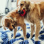 Kong Red Ring Dog Chew Toy 