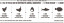 Orijen Cat & Kitten Food Meat Math