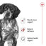 Royal Canin Medium Adult Dog Food