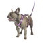 RedDingo Design-Breezy Love-Purple-Lifestyle