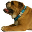 RedDingo Design Dog Collar-White Stars-Turquoise-Lifestyle