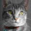 Rogz Alleycat Breakaway Cat Collar-Red-Lifestyle