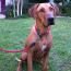 Rogz Rope Long Fixed Dog Lead-Lifestyle