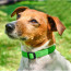 Rogz Utility Side Release Reflective Dog Collar-Lifestyle