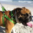 Rogz Utility Step-In Reflective Dog Harness-Lifestyle