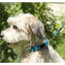 Rogz Utility Fixed Reflective Dog Lead-Lifestyle