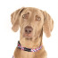 Urbanpaws-Pixel-Dog-Collar-buy-online-south-africa