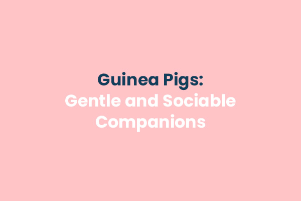 Guinea Pigs