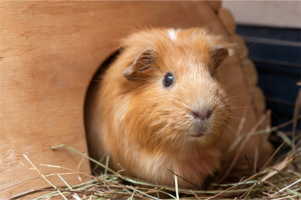 Guinea Pigs