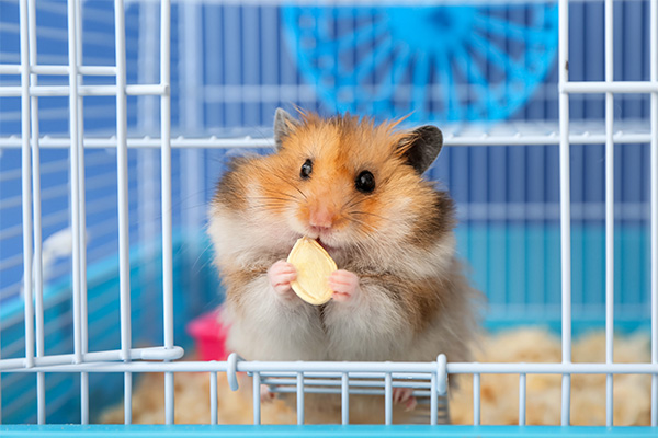 Guinea Pigs