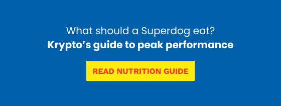 What Should a Superdog Eat Blog