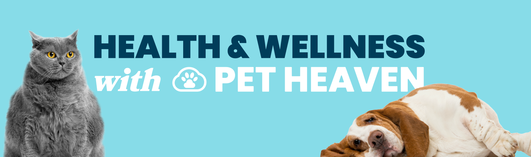 When and How to Switch Your Dog to Adult Food
