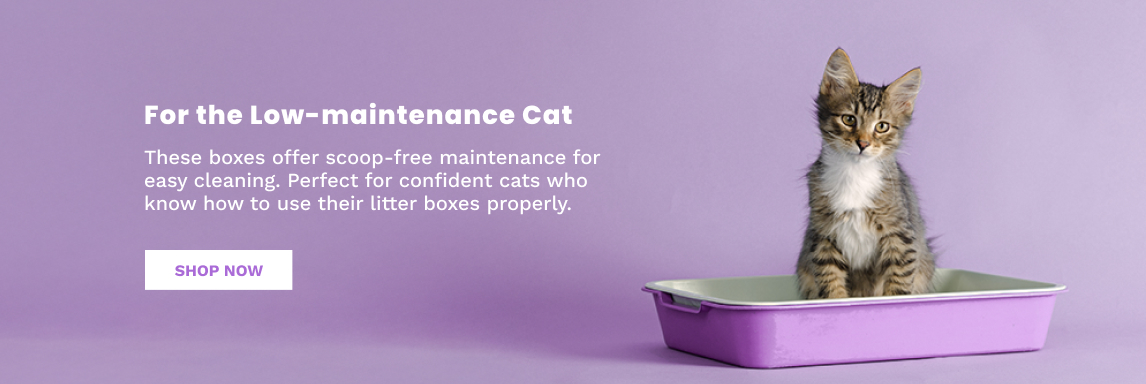 Shop Cat Litter Boxes South Africa
