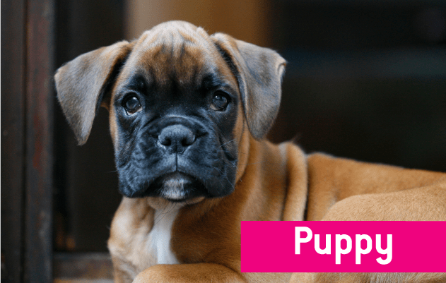 Buy Eukanuba Puppy Dog Food Online