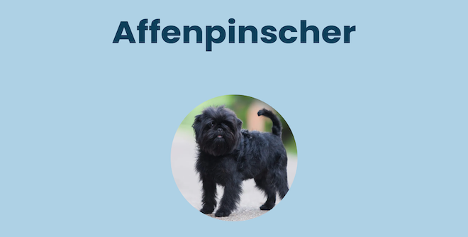 affenpinseer